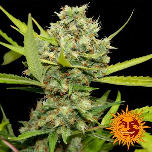 pineapple chunk 1 u. fem. barney's