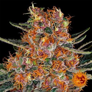 purple punch 1 u. fem. barney's